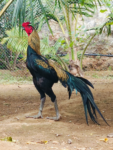 நாட்டுக்கோழி - Country Chicks 1 kg (உயிர் எடை)