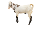 Thalaseri - தலைசேரி ஆடு (உயிர் எடை Min Order 20kg)