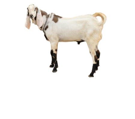 Thalaseri - தலைசேரி ஆடு (உயிர் எடை Min Order 20kg)