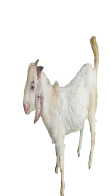 IMG_20260216_115136-removebg-preview