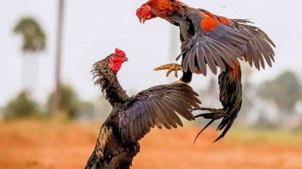 Untitled-design-7-1-1024x576