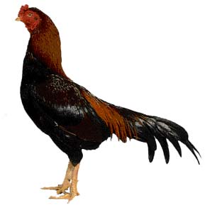 நாட்டு-கோழி-வகைகள்