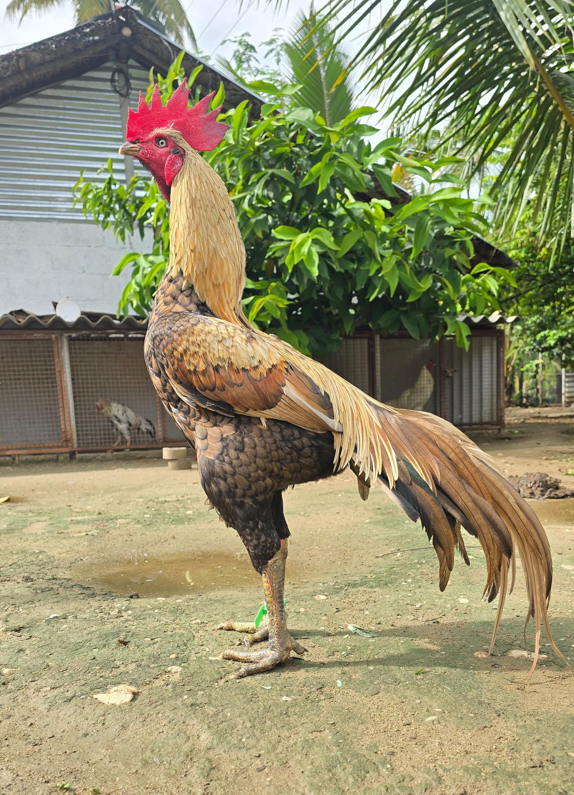 நாட்டு-கோழி-வகைகள்2